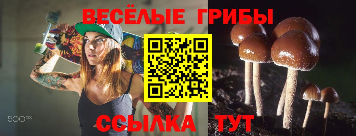 Галлюциногенные грибы Psilocybe Минусинск